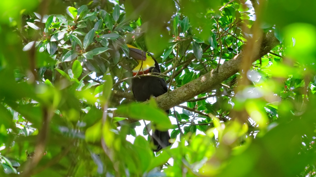 03 - Volcan Arenal (22).jpg